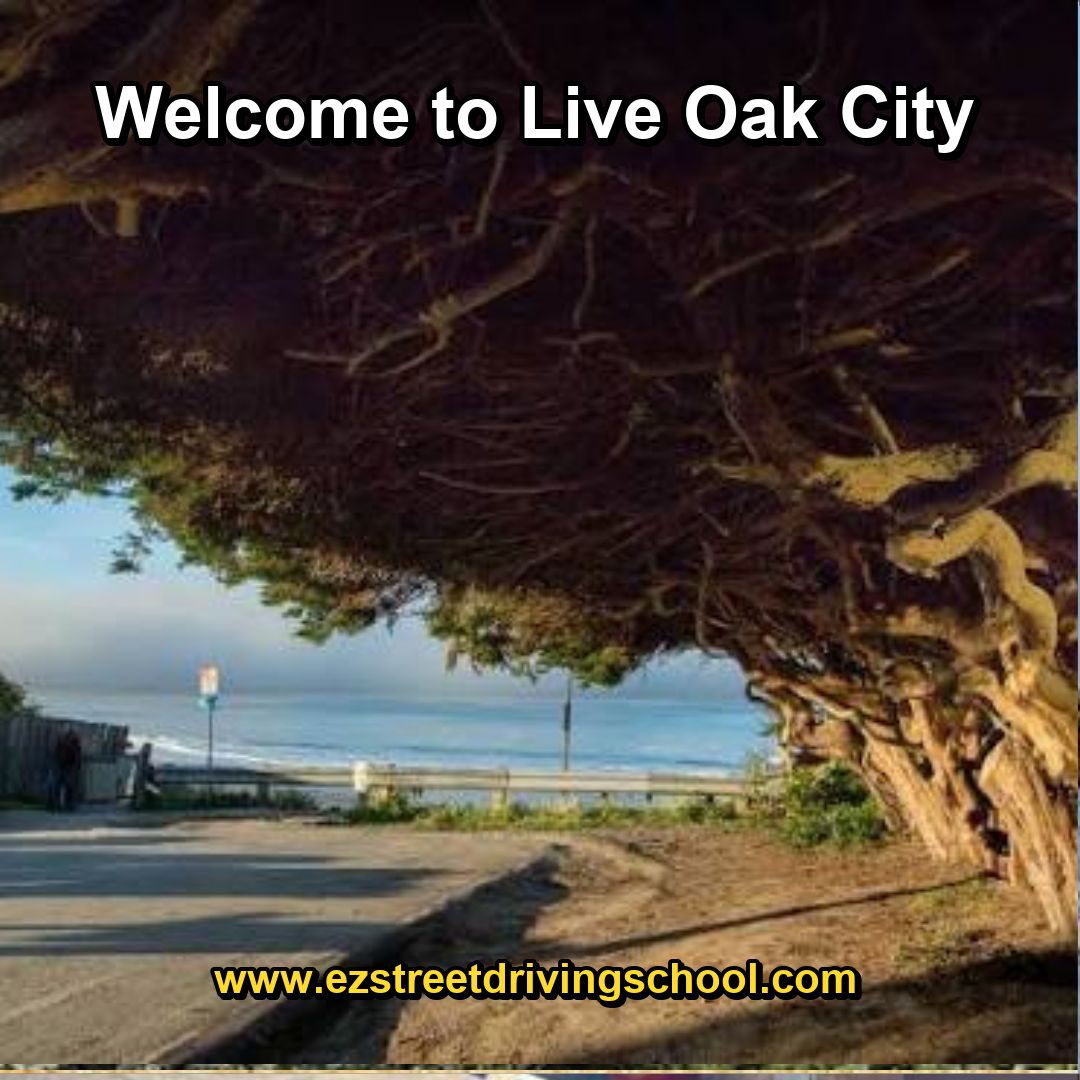 Driving Lessons in Live Oak